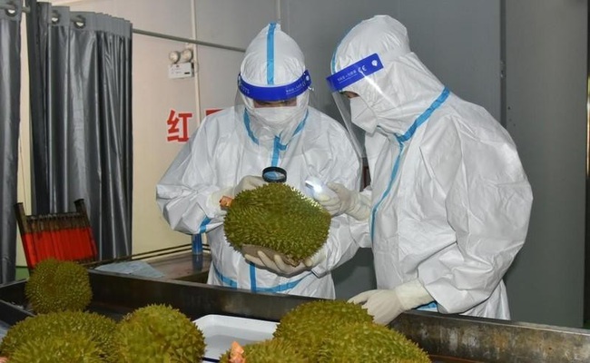 The Chinese customs inspect the shipment of Vietnamese durian. (Photo: Guangxi Daily)