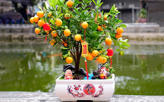 Apart from peach blossoms that symbolise the strength and vitality, Vietnamese people also decorate their houses and offices with kumquat trees during the Tet (Lunar New Year) festival. (Source: Internet)
