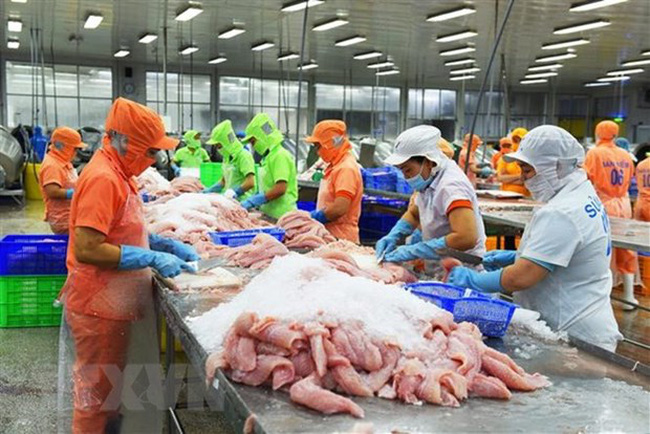 Processing Tra fish for export (Photo: VNA)