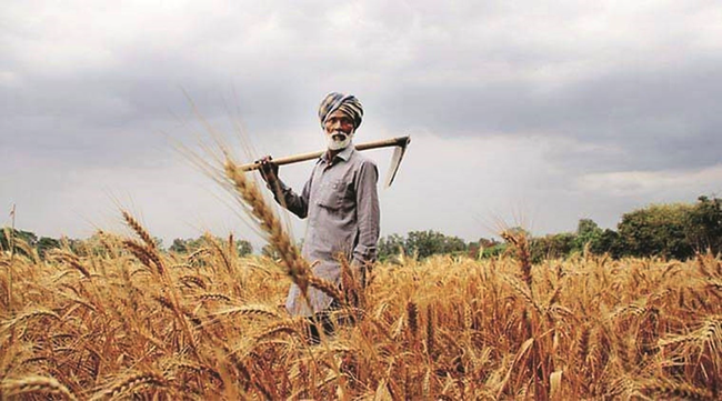 Indian agricultural production estimated at record high