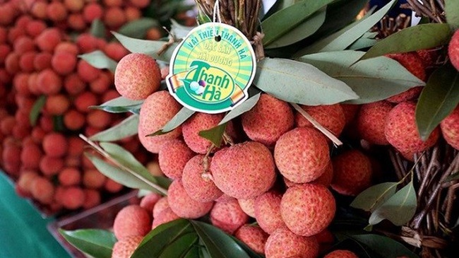 A bunch of Thanh Ha lychees (Illustrative photo: VNA)