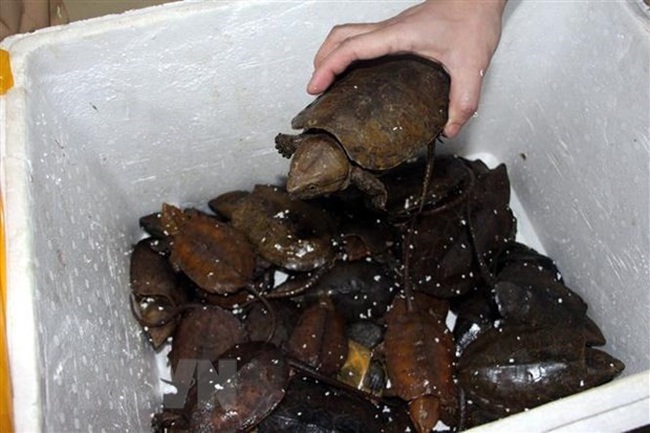 Endangered big-headed turtled seized in a busted wildlife trafficking case. (Photo: VNA)