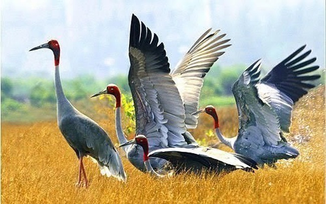 Eastern Sarus cranes in the Tram Chim National Park in Dong Thap province. (Photo: VNA)