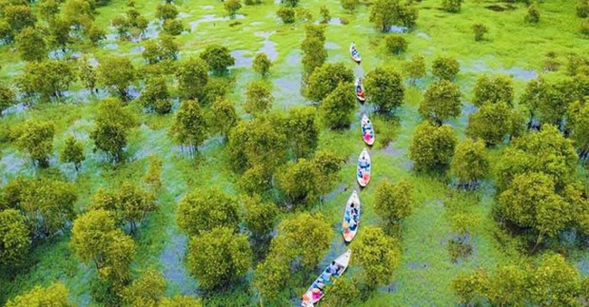 Part of the Tra Su cajuput forest in An Giang province. (Source: dulichvietnam.com.vn)