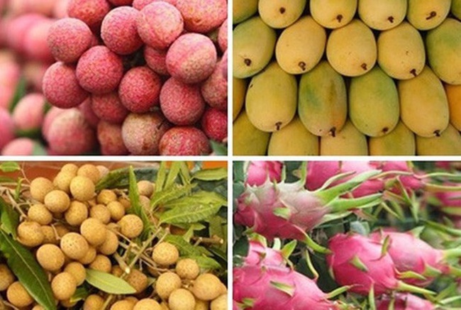 Australia has so far opened its market for four kinds of fresh fruit from Vietnam - dragon fruit, lychee, mango and longan (Photo: VNA)