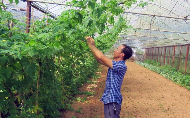Le Dinh Qua takes care of plants in the greenhouse garden at An Nong farm. (Photo: Huong Giang)