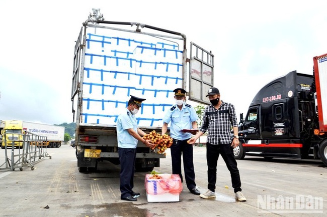 Lao Cai Customs officials carry out customs clearance procedures for fresh lychee (Photo: NDO)