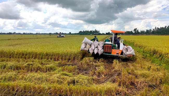 Harvesting rice in Truong Xuan Commune, Thap Muoi District, Dong Thap Province. (Photo: NDO)