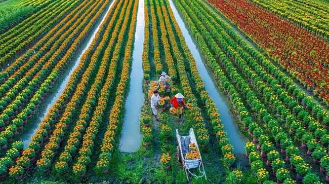 The strategy’s general goal is to promote the potential of rural areas, and improve production and business efficiency. (Photo: nongnghiep.vn)