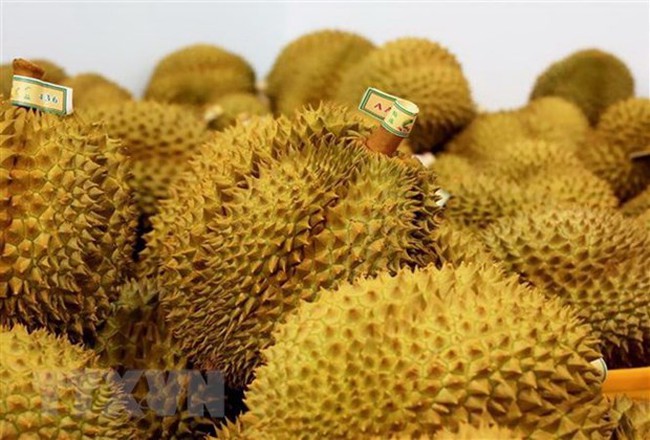 Durian export brings home 1.63 billion USD in 9 months