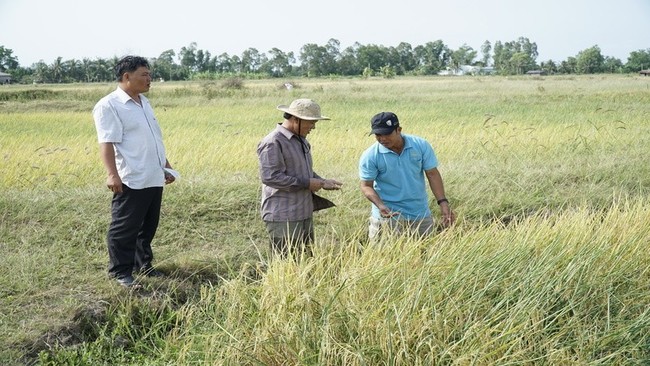 Farmers promote the production of high-quality rice varieties to increase selling prices.