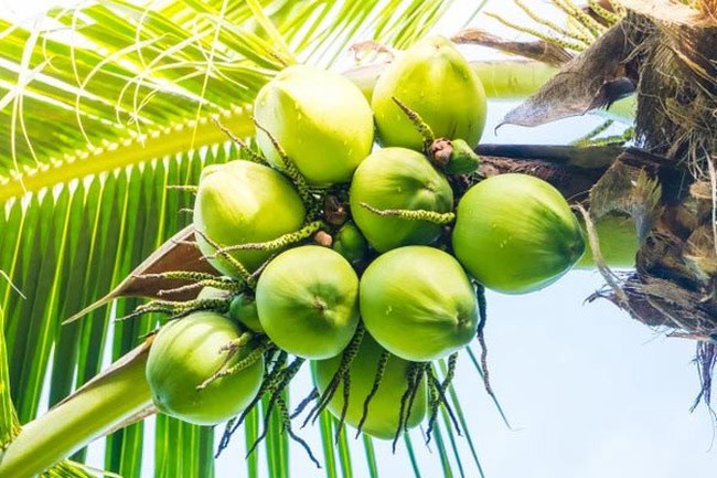 Vietnam aims to earn 1 billion USD each year from coconut exports.
