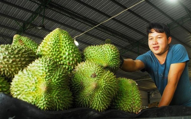 Durians are waiting to be exported to China.