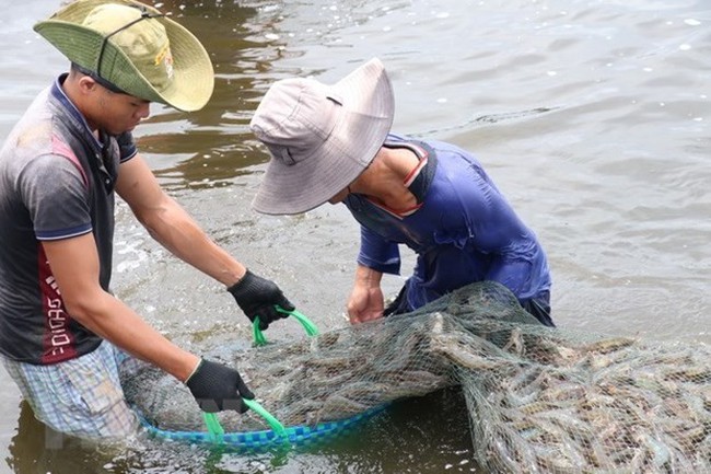 Farmers harvest shrimp at a farm in Bac Lieu (Photo: VNA)