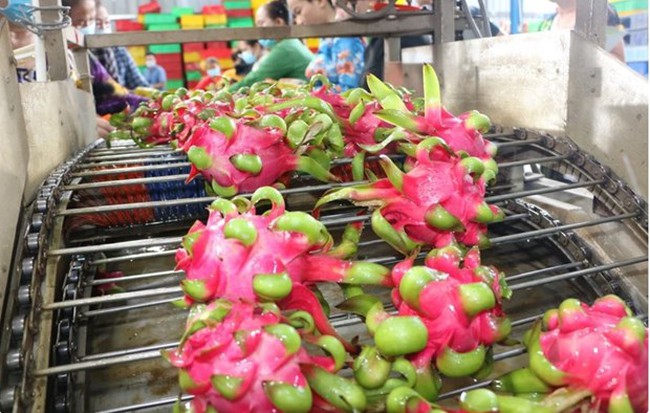 Vietnam has been China's fourth most important trade partner and its main supplier of such products as lychee, dragon fruit and cashew nuts. (Photo: VNA)