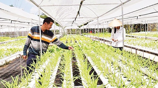 Growing clean vegetables by a hydroponic method in Dong Thap Province. (Photo: VNA)
