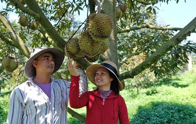 Durian is mainly exported to China, accounting for 84.3% of the total durian export value (Illustrative image)