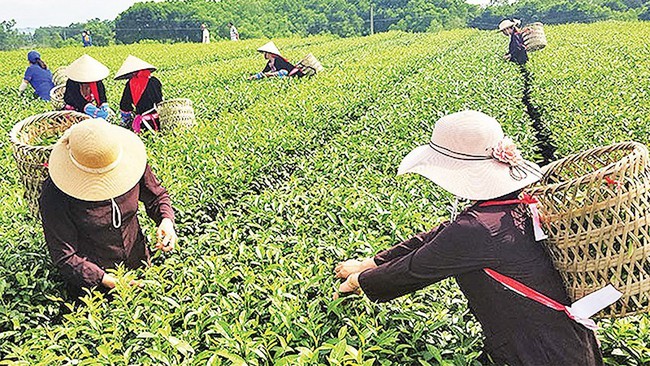 Visitors experience tea picking in Hai Ha district.