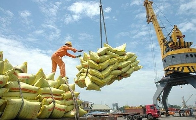 Vietnam remains the biggest rice provider of the Philippines. (Photo: VNA)