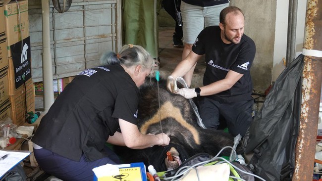 Doctors are checking the health of a bear.