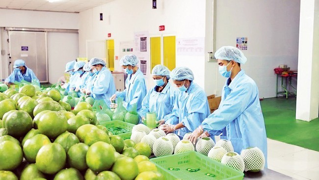 Fruit processing for export (Photo: MINH HA)
