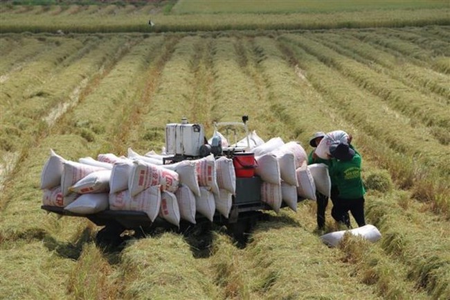 Rice harvesting in Dong Thap province (Photo: VNA)