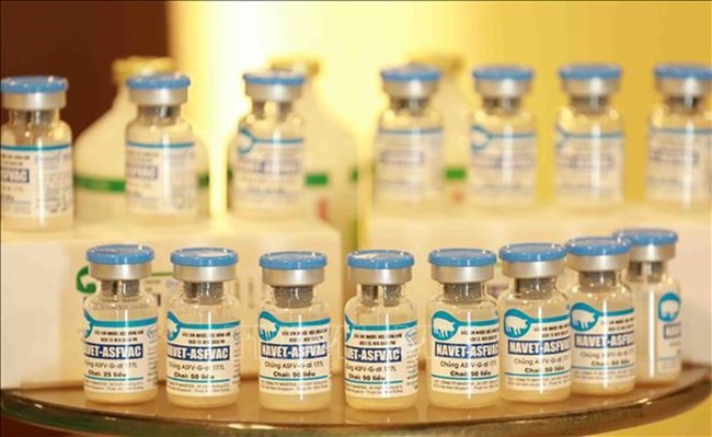 Made-in-Vietnam African swine fever vaccines to be exported to Philippines, Indonesia. - Illustrative image (Photo: VNA)