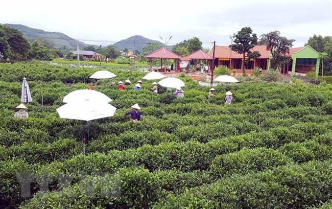 A tea farming zone meeting VietGAP standards in Tan Cuong of Thai Nguyen province (Photo: VNA)