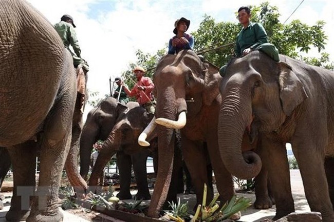 The elephants 'attend' the special feast. (Photo: VNA)
