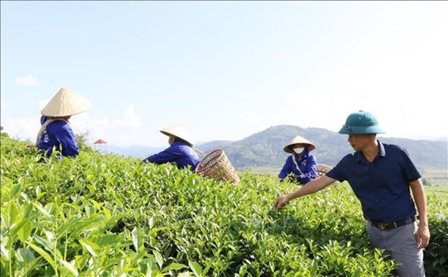 Farmers in Lai Chau are harvesting tea (Photo: VNA)
