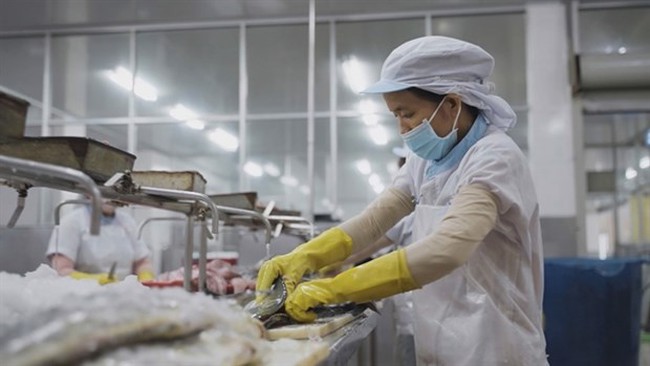 A seafood processing factory in the central province of Quang Ngai. Vietnamese exporters are urged to foster seafood shipments to Switzerland. (Photo: VNA)