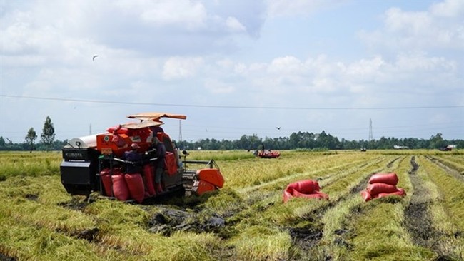 Farmers harvest 2023 autumn-winter rice (Photo: VNA)