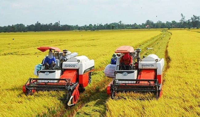 This year's rice export volume may surpass 8 million tonnes. (Photo: VNA)