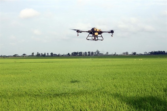 A drone is used to spray pesticides on rice fields in Soc Trang. (Photo: VNA)