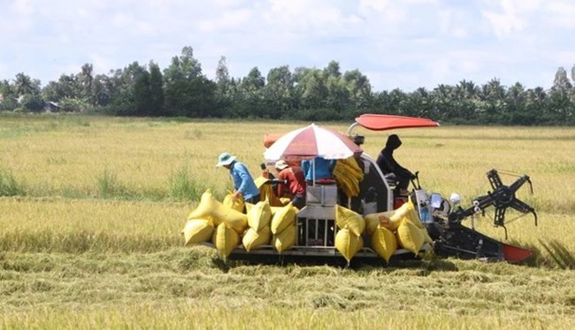 Farmers harvest rice in the Mekong Delta province of Soc Trang. (Photo: VNA)
