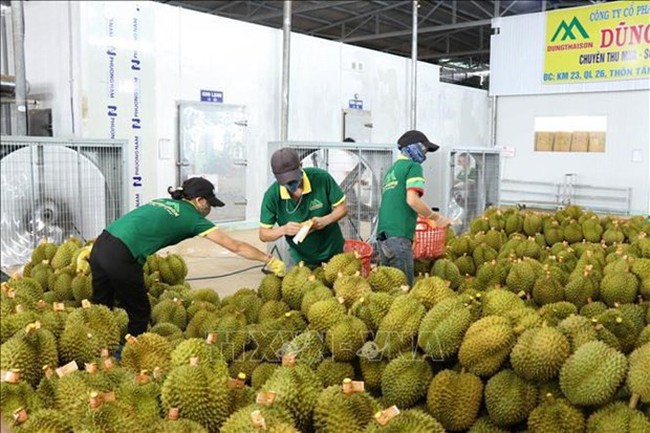Vietnamese durian has a competitive edge thanks to its high quality, affordable costs, and year-round harvest. (Photo: VNA)