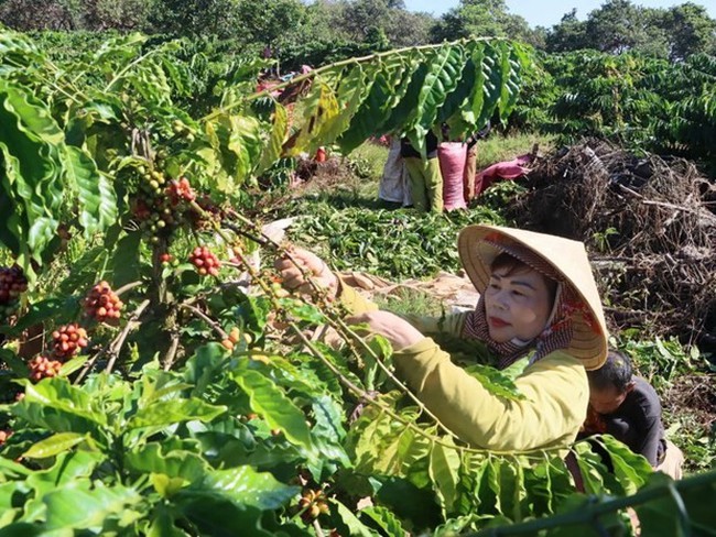 Farmers harvest coffee in Tho Son commune of Bu Dang district, Binh Phuoc province. (Photo: VNA)
