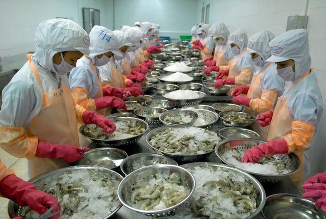 Shrimp exports are forecast to reach 3.4 billion USD in 2023 (Photo: VNA)