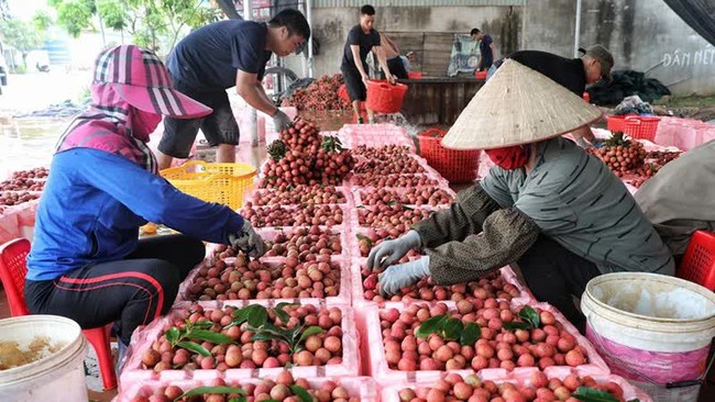 Lychee are among the fruits that are widely exported to the Chinese market. (Photo by Ha An)