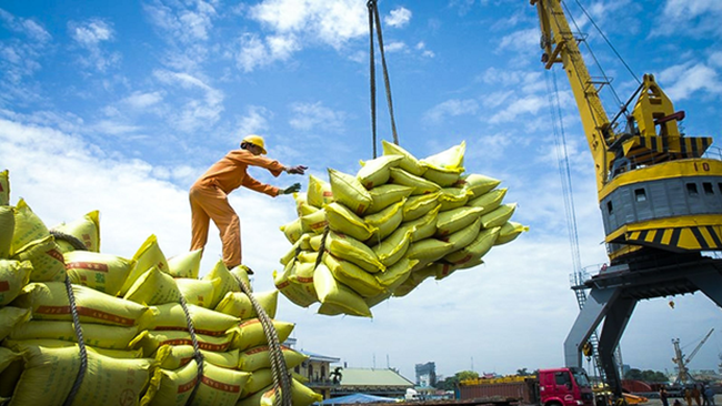 According to the Vietnam Trade Office in Algeria and Senegal, Vietnam shipped 12,000 tonnes of rice to Senegal in 2023, resulting in a turnover of 5.35 million USD, up 215% year-on-year. (Photo: nongnghiep.vn)