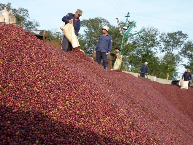 In the last days of the Year of the Cat, the average coffee price in the Central Highland provinces continued to increase compared to the previous week (Illustrative image)
