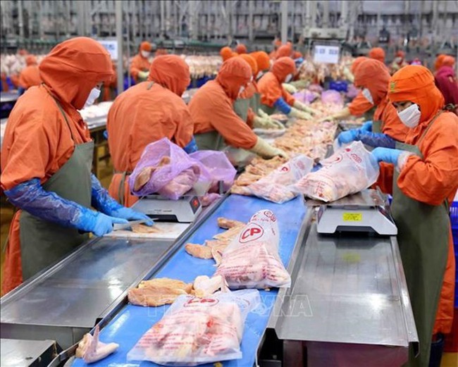 China has agreed to review regulations permitting the official export of Vietnamese poultry meat. (Photo: VNA)