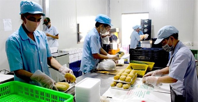 Workers pack clean food at BJ & T Company in the Mekong Delta city of Can Tho. (Photo: baocantho.com.vn)