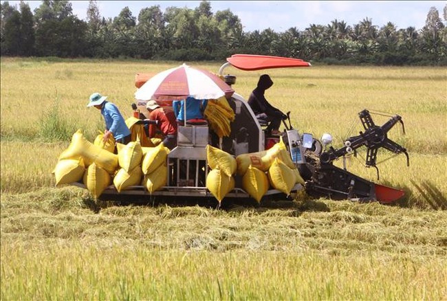 Farmers in Nga Nam, Soc Trang province, are harvesting the winter-spring rice crop for 2023-2024. (Photo: VNA)