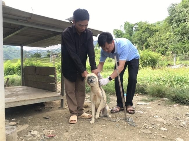 A dog in Phong Tho district, Lai Chau province, is given a rabies vaccination. (Photo: VNA)