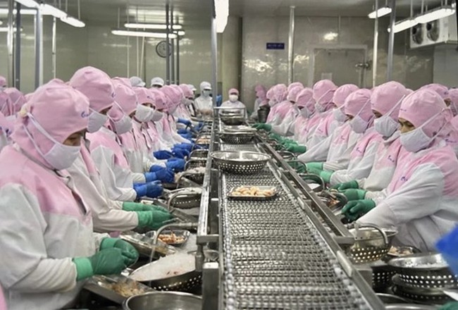 Workers process shrimp for exports in the southern province of Soc Trang. (Photo: VNA)