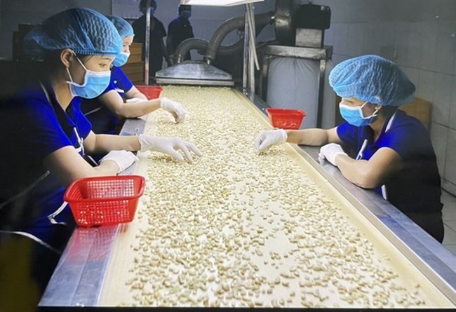Cashew nut processing for export. The manufacturing sector and international trade are showing signs of recovery, which is driving economic growth this year. (Photo: VNA)