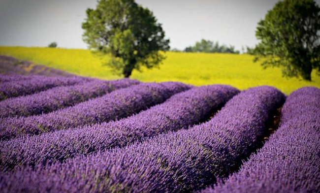 Lãng mạn sắc tím hoa oải hương ở Pháp 
