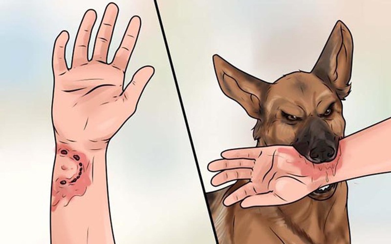 Bệnh dại là một căn bệnh nguy hiểm mà chúng ta cần phải chú ý. Hãy xem hình ảnh này và học cách phòng ngừa bệnh dại cho chó cưng của bạn.