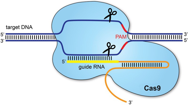 ADN Phân tử DNA khung dây Vector có sẵn miễn phí bản quyền 1399116518   Shutterstock